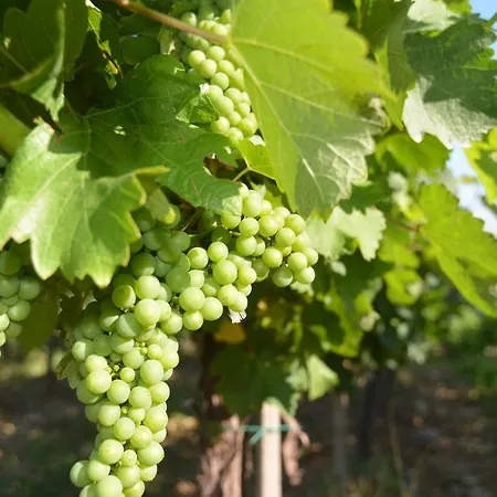 Hotel Luxury - Wine *